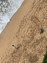 Sea turtle viewed from lanai.