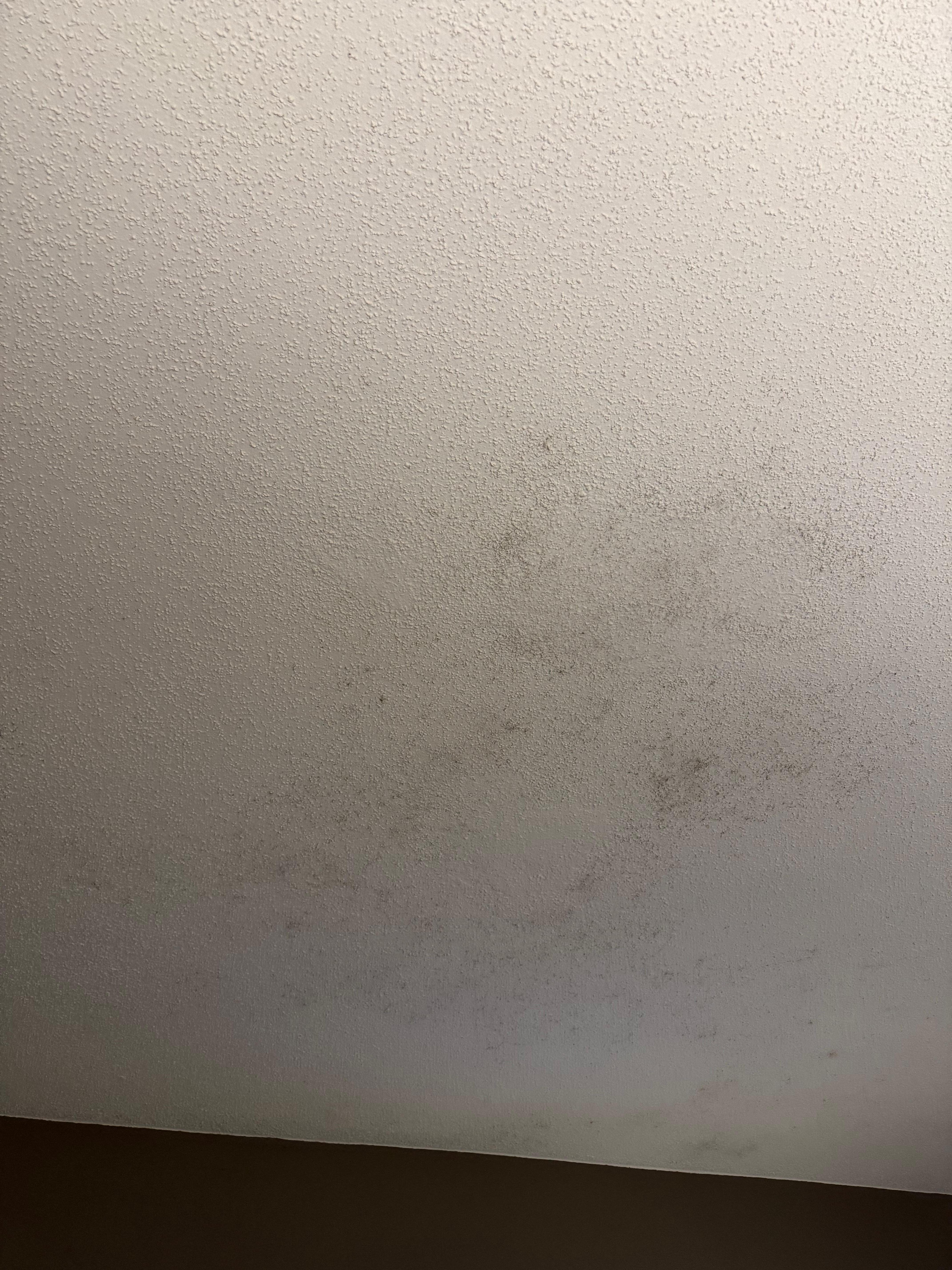 Mold on the ceiling in the room, plus throughout other places in the hotel