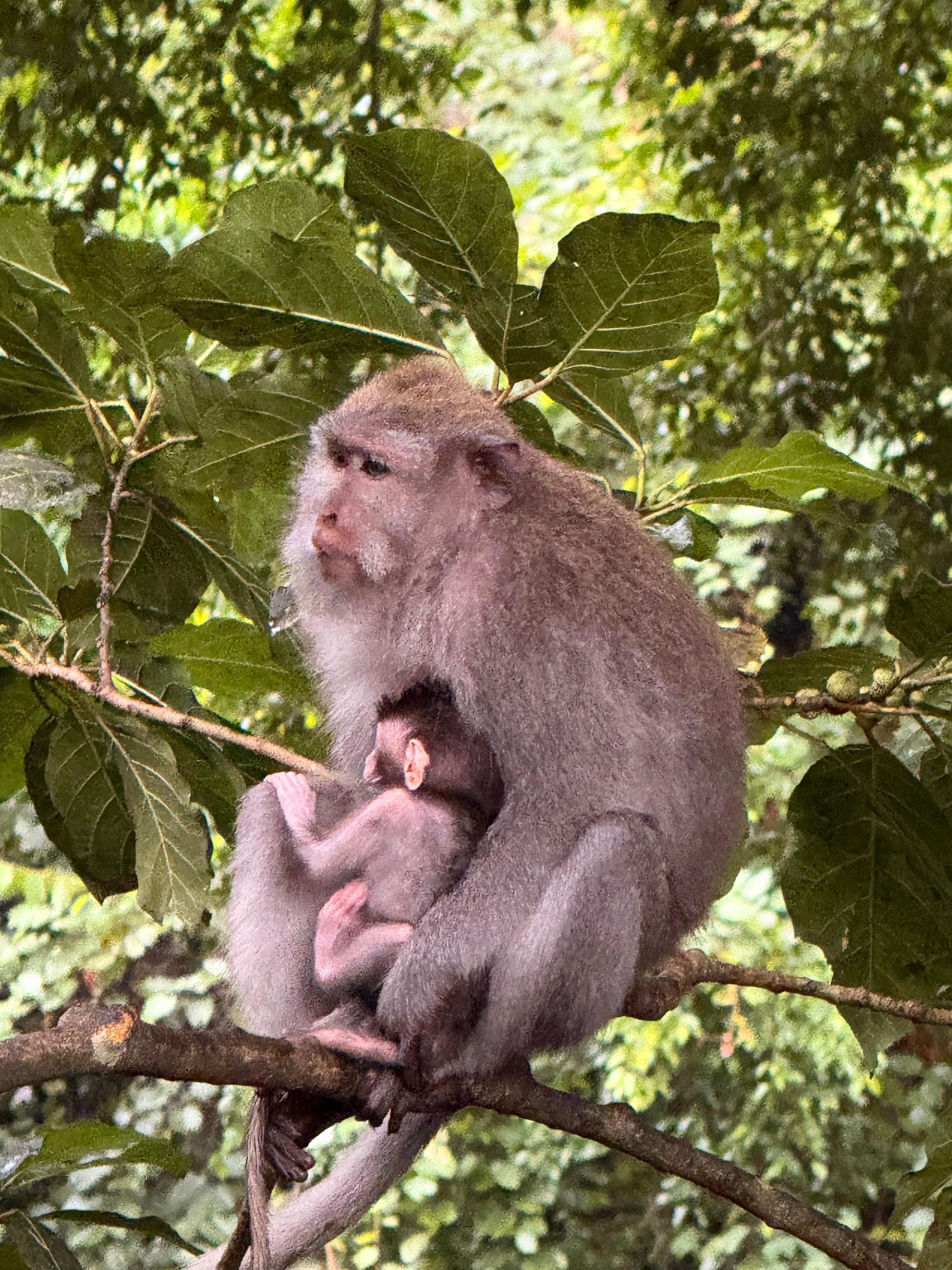 Monkeys in the monkey forest, a short ride or moderate walk from the hotel.