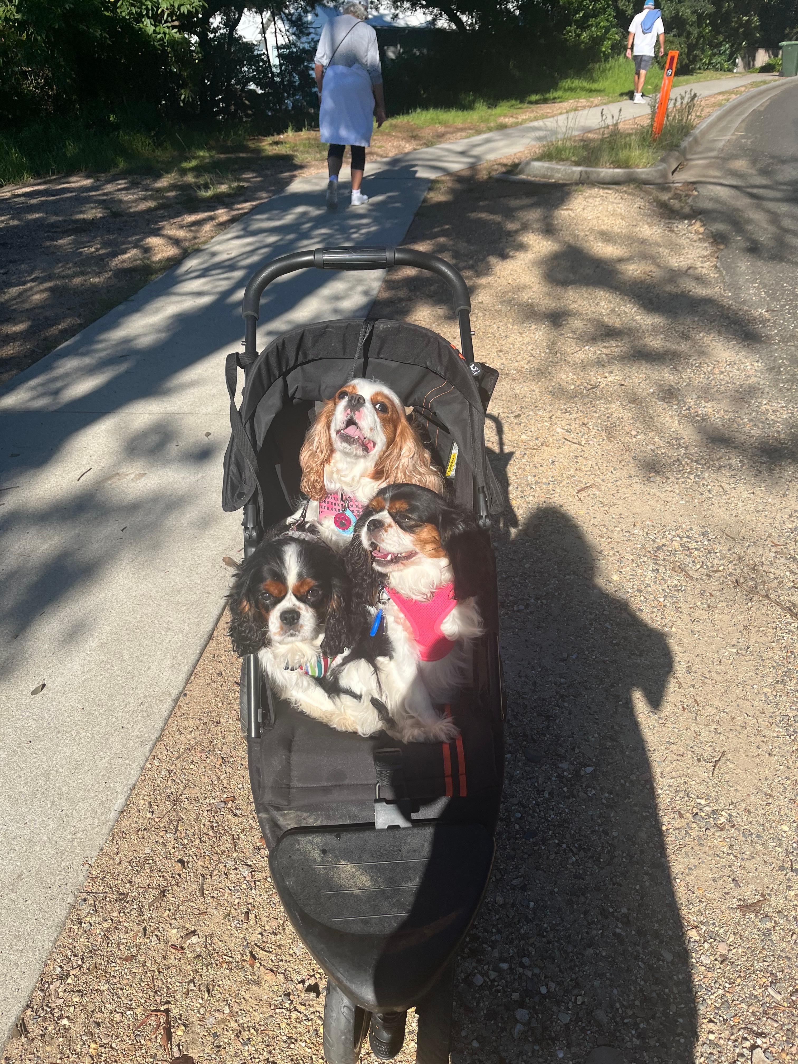 Enjoyed long walks, dogs can’t walk that far, along the boardwalk and back up beach road to the house. 