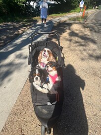 Enjoyed long walks, dogs canât walk that far, along the boardwalk and back up beach road to the house.