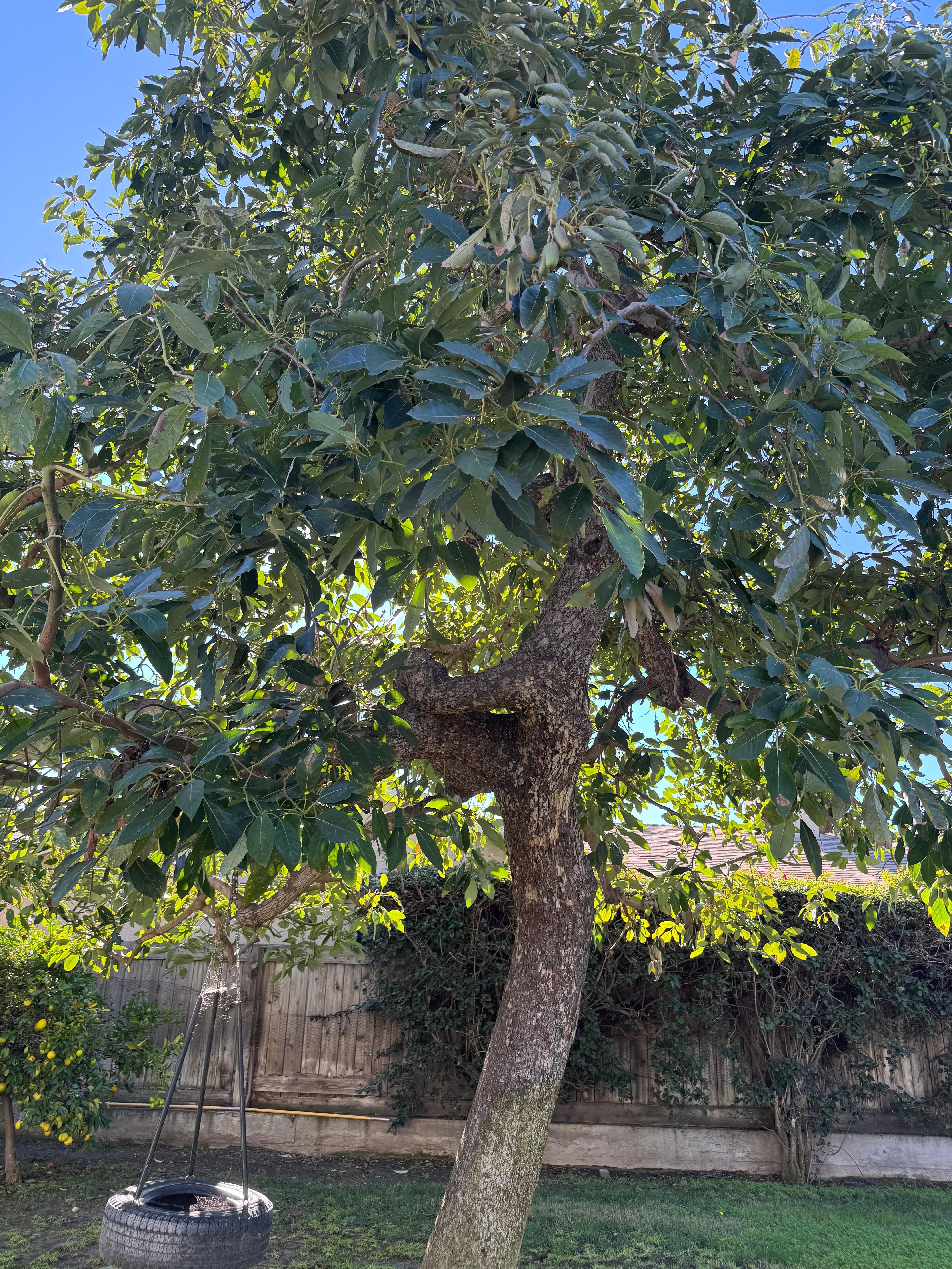 Avocado tree