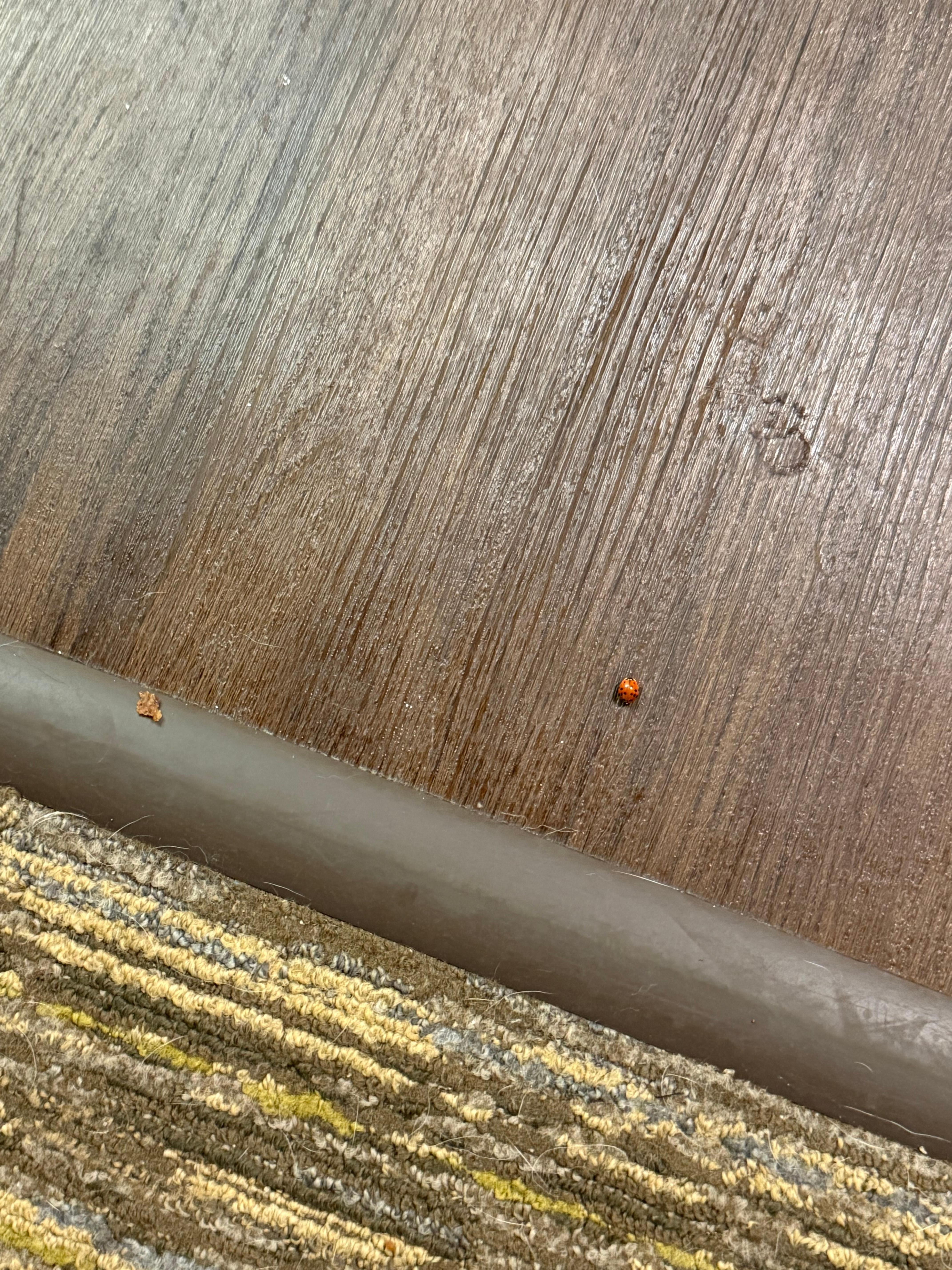 Crumbs all over the floor. 