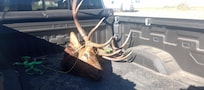 6 x 6 getting dropped off at the Taxidermy