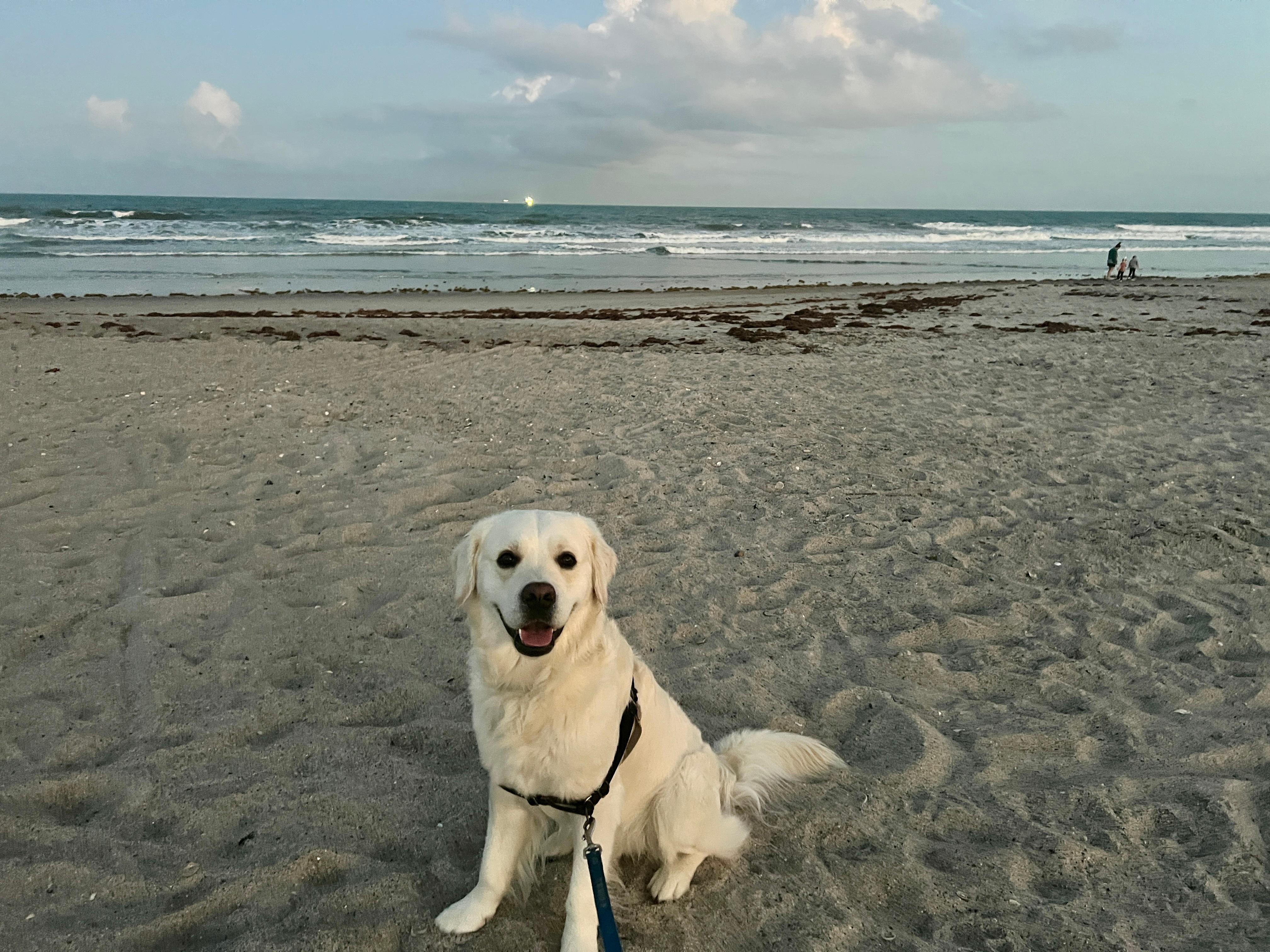Our dog became very comfortable in the home and we visited the dog beach at Canova Park a few times.