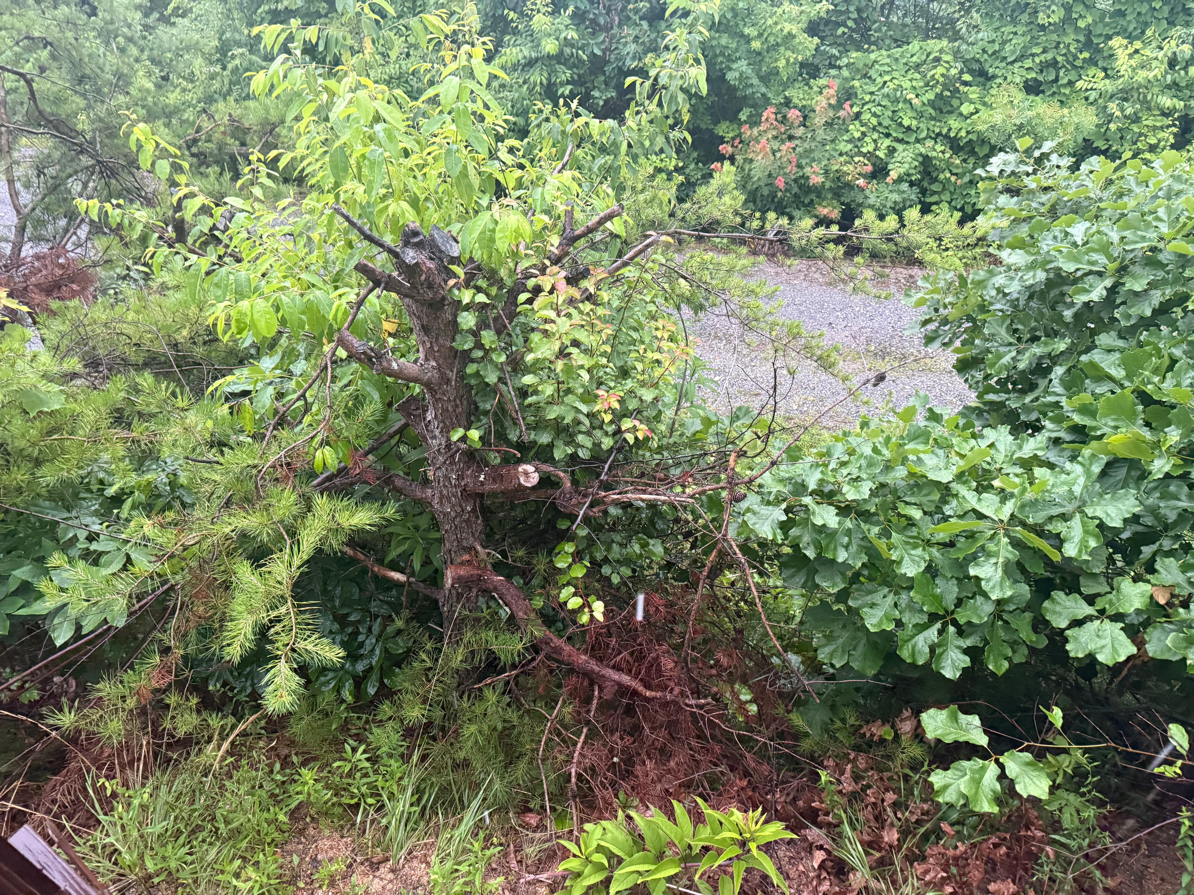 Front yard debris