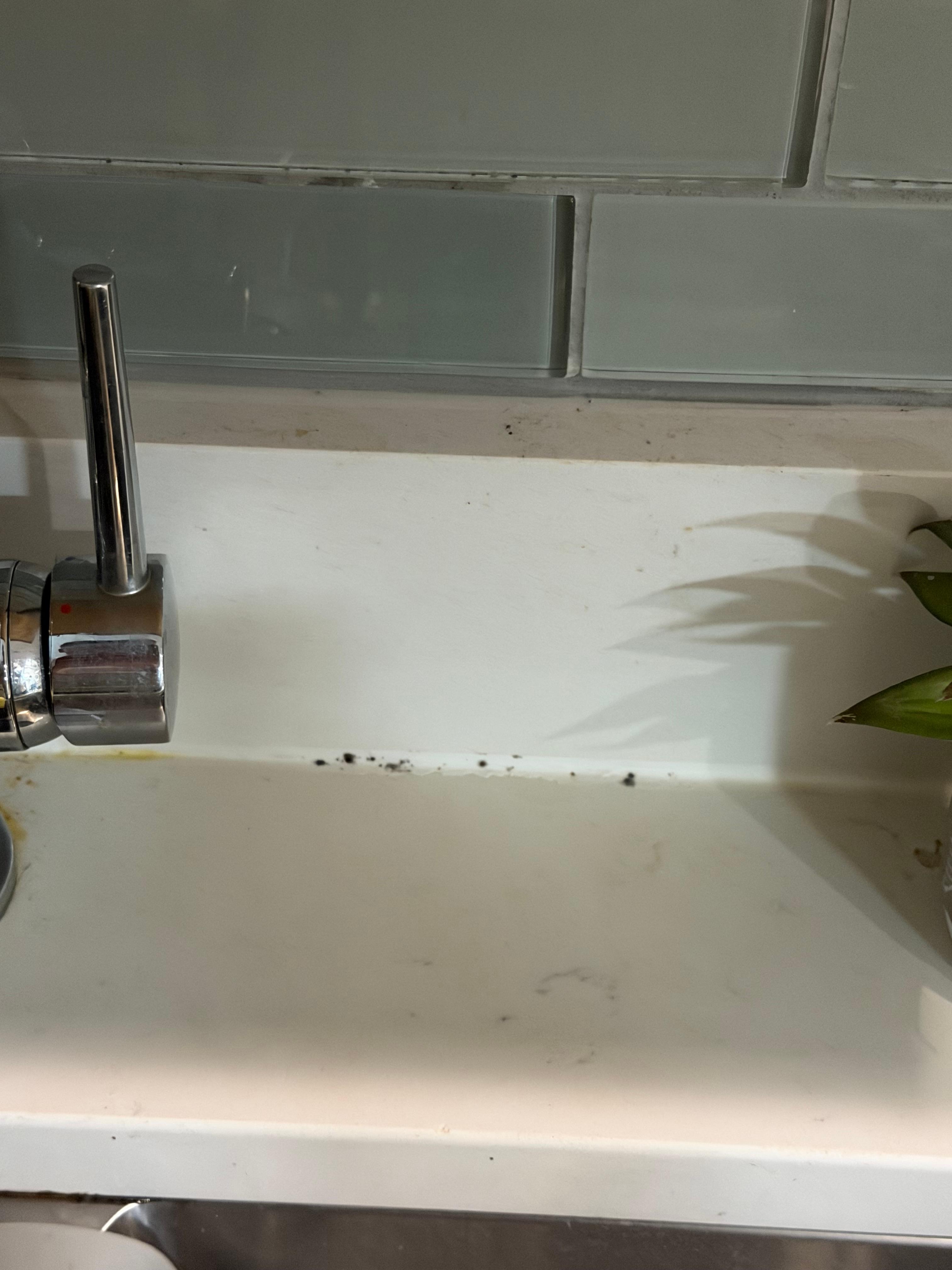 Some of the mold in the kitchen. 