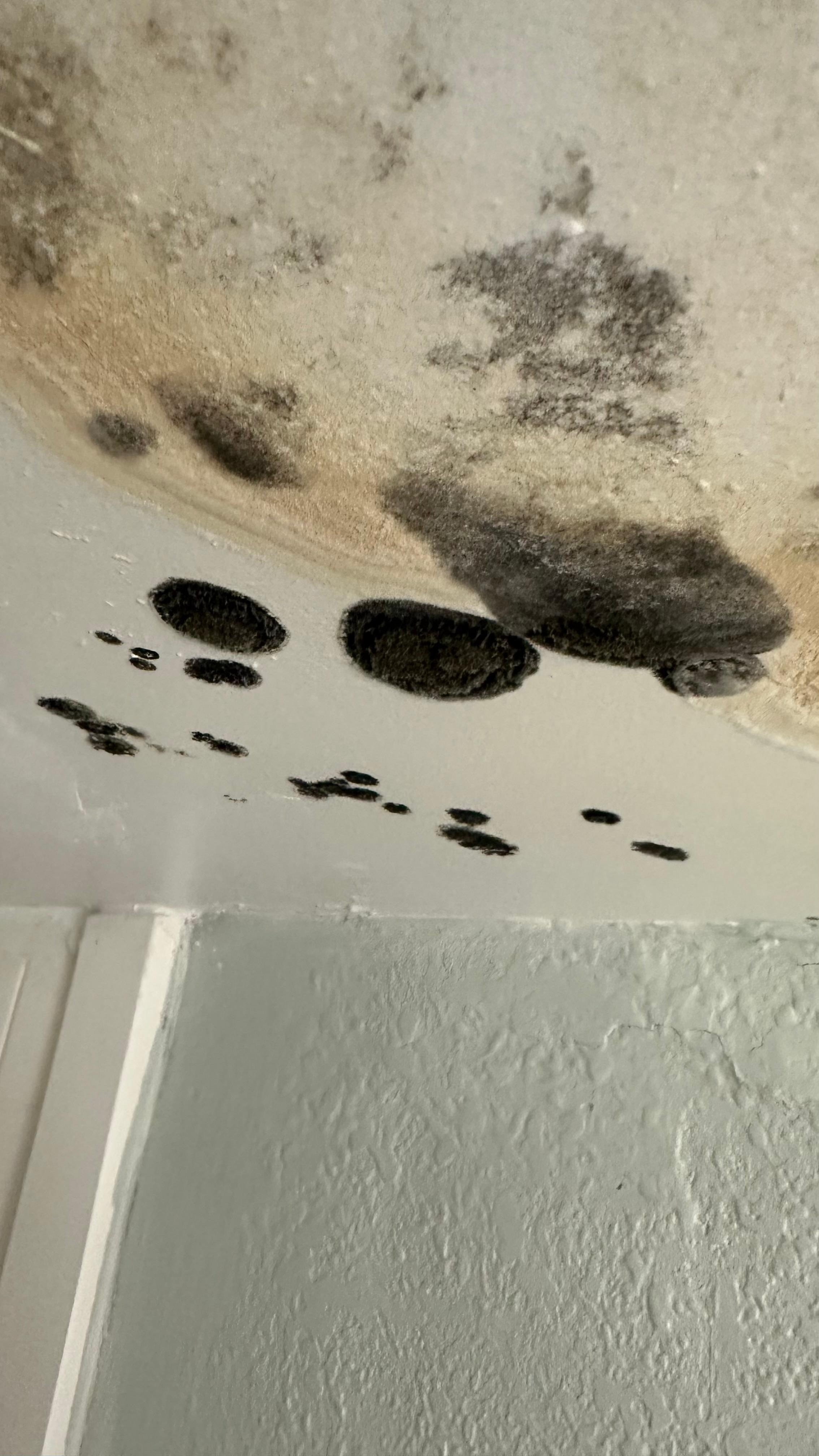 Mold/water damage on bathroom ceiling 