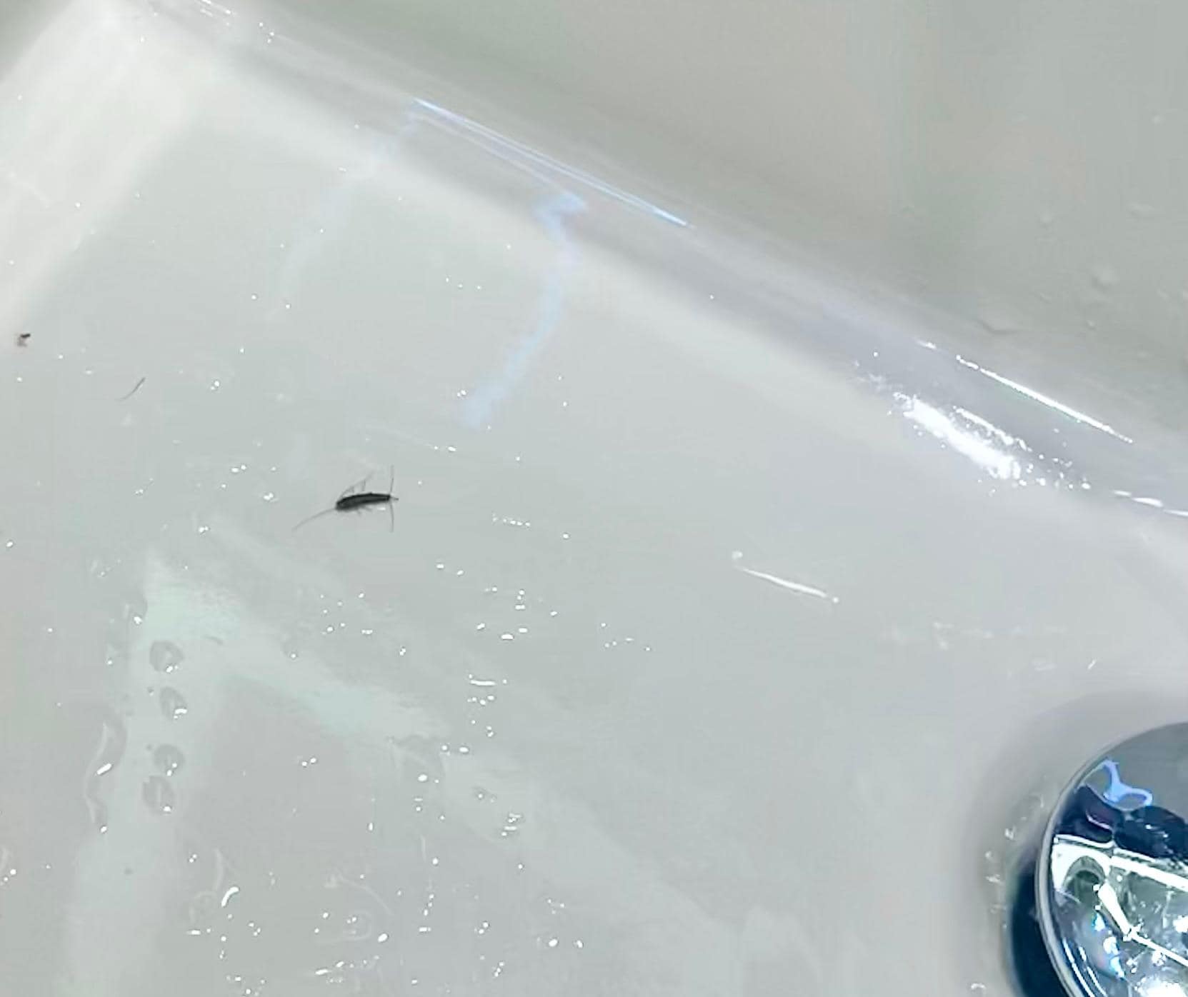 Insect in sink