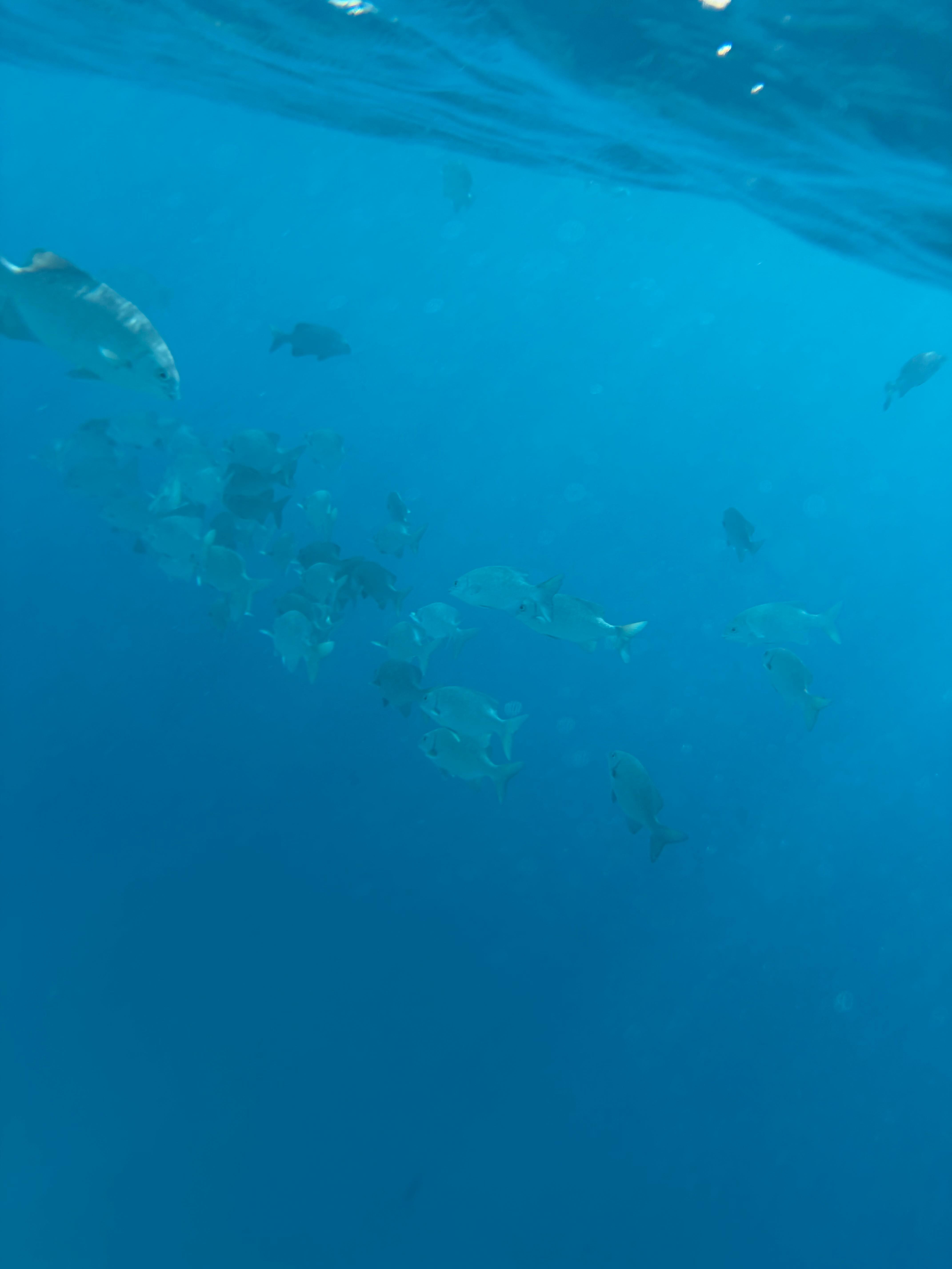 Snorkeling 