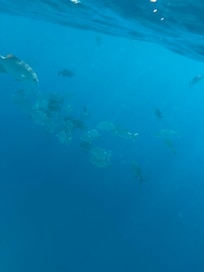 Snorkeling