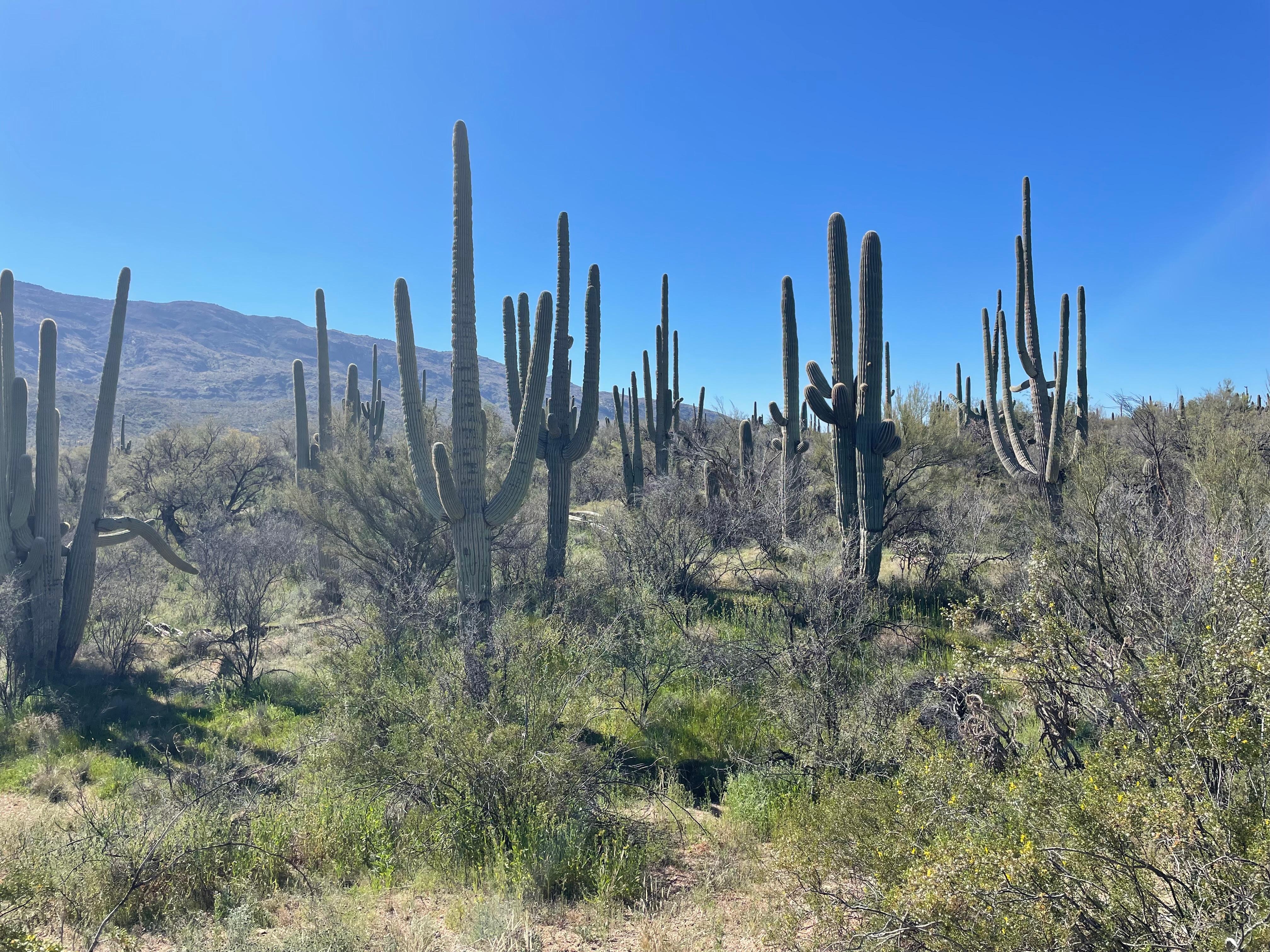 Saguaro in park