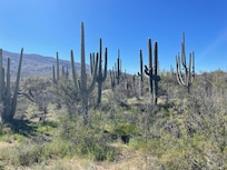 Saguaro in park