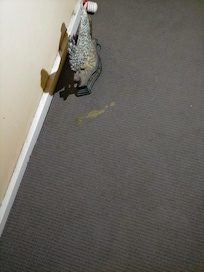 Pet vomit?