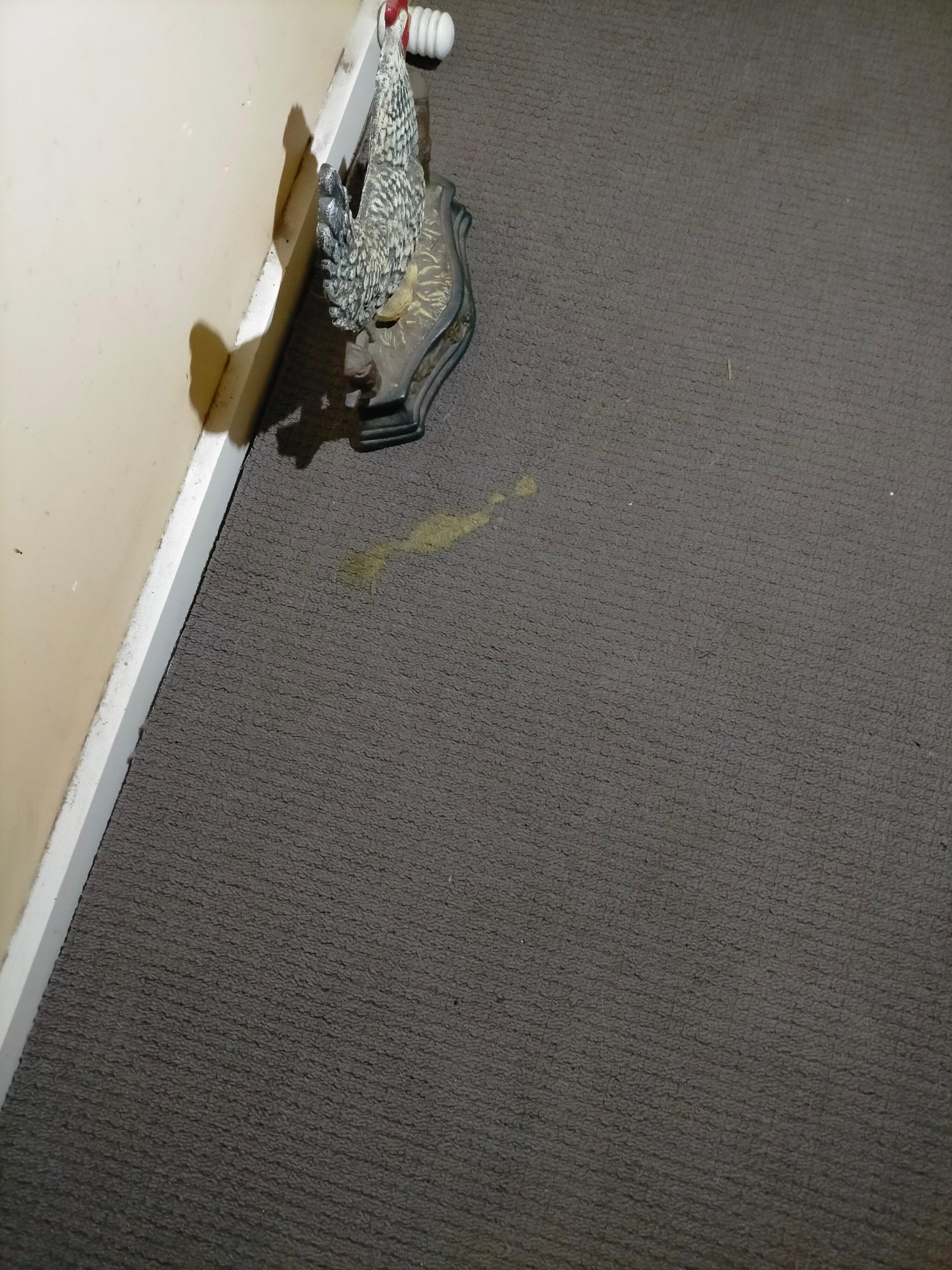 Pet vomit?