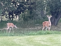 Their are plenty of these wandering the streets