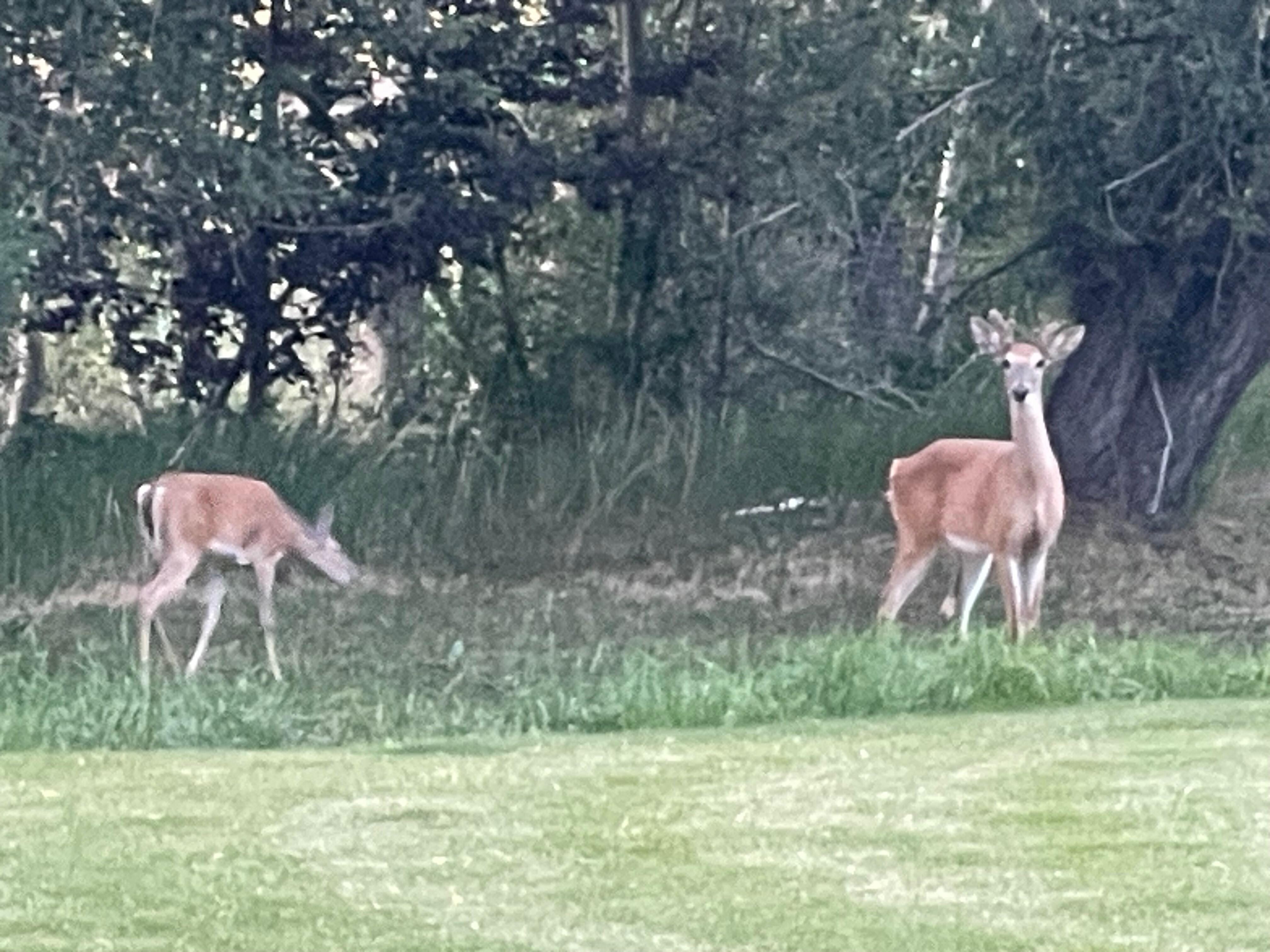 Their are plenty of these wandering the streets