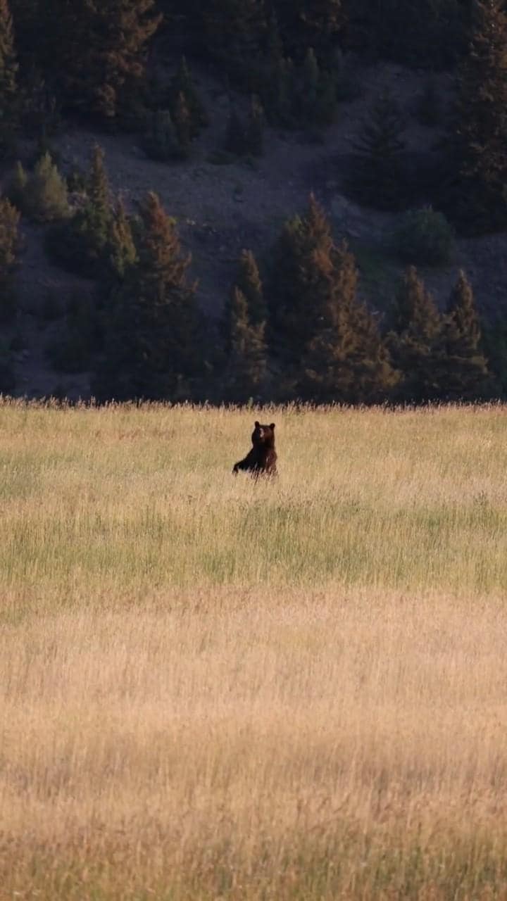 Momma grizzly ❤️