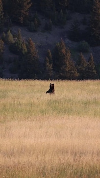 Momma grizzly ❤️