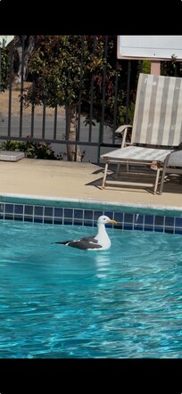 Only the seagulls were allowed, pool closed