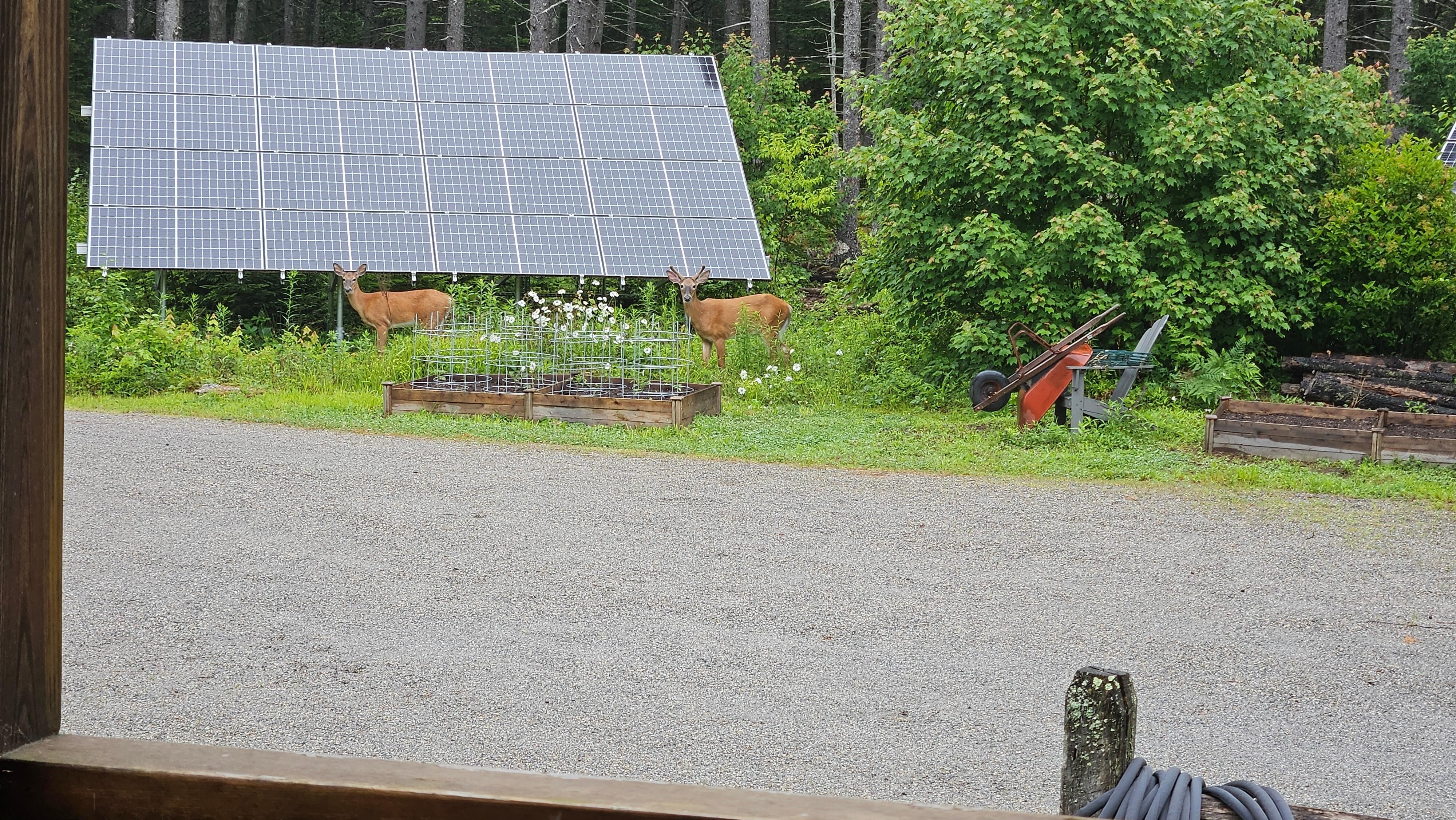 They visited multiple times during our stay