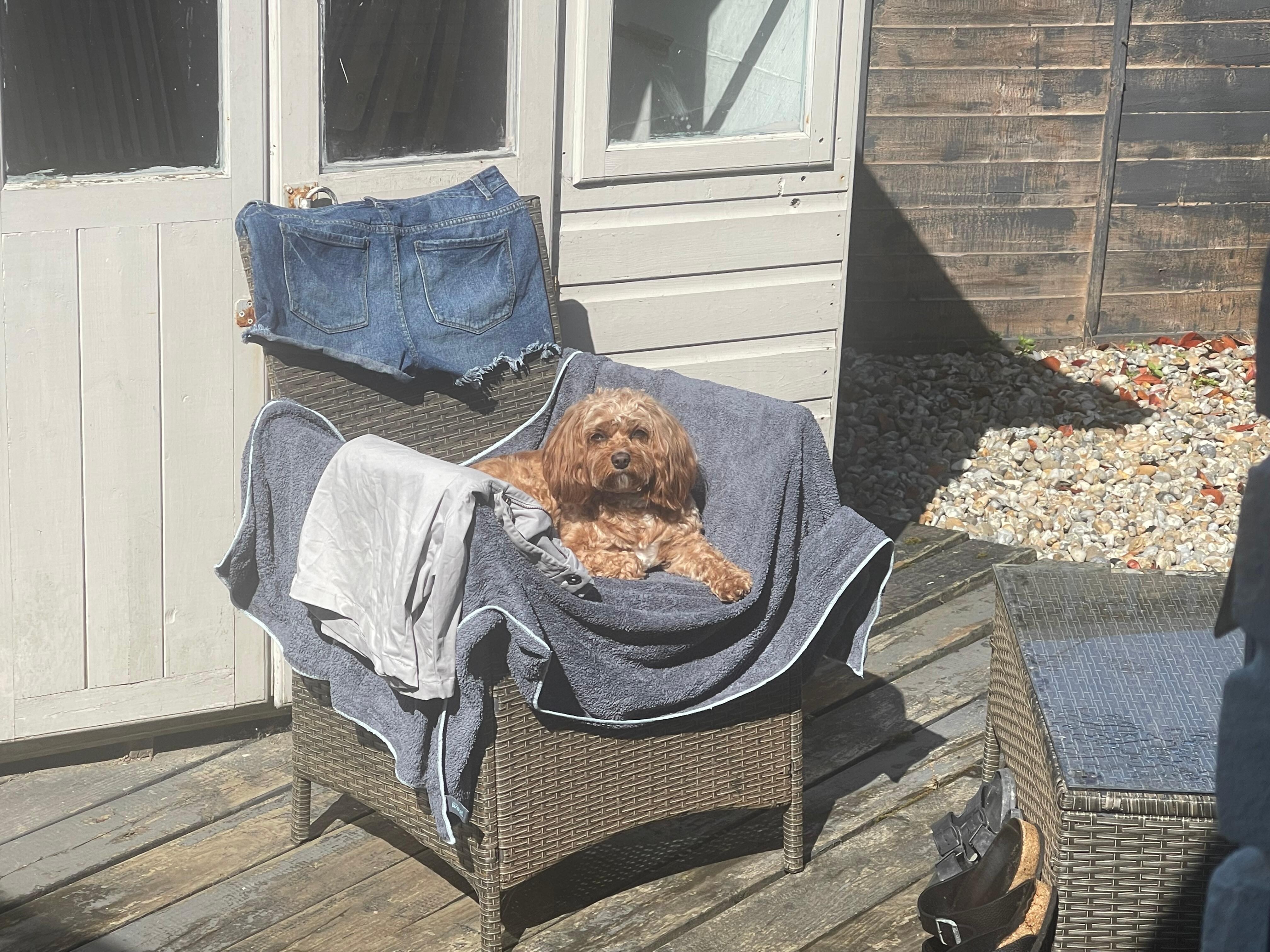 Bear the dog