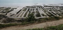 Les parcs à huîtres de Cancale