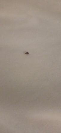 Bed bug