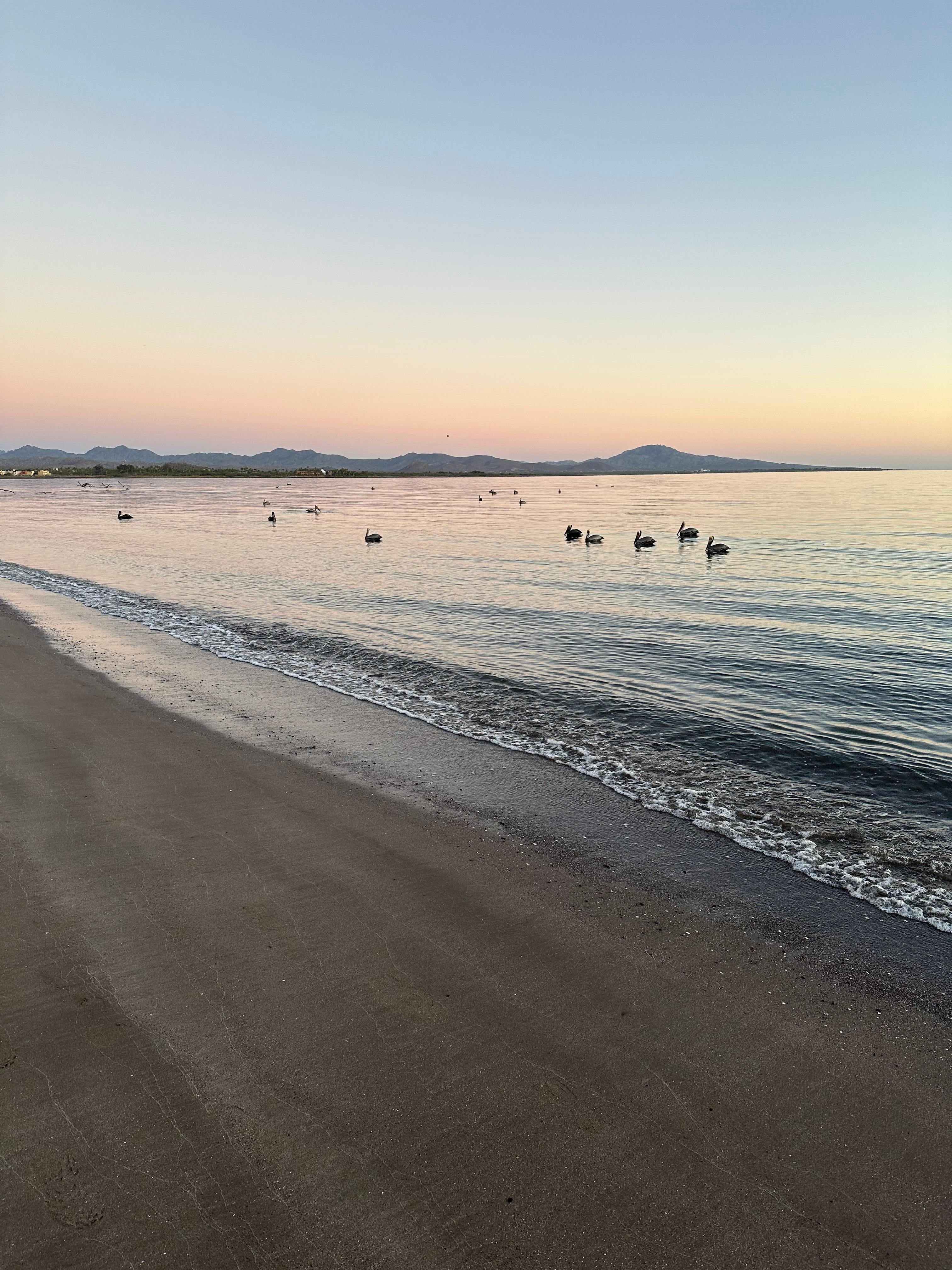 Nos encantaron las aves pescando en el mar