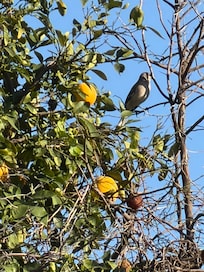 This mockingbird knows how to sing.