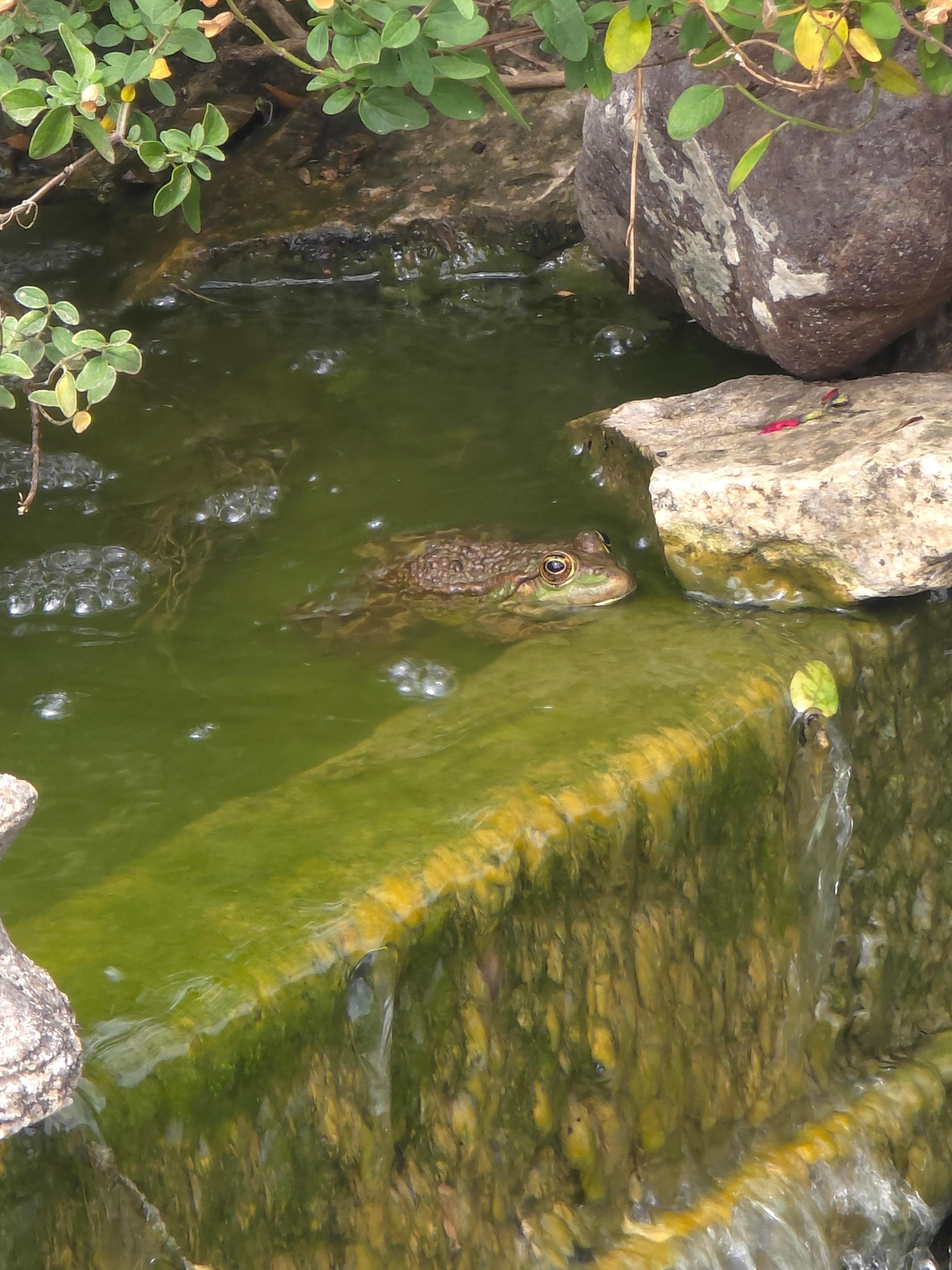 Frog