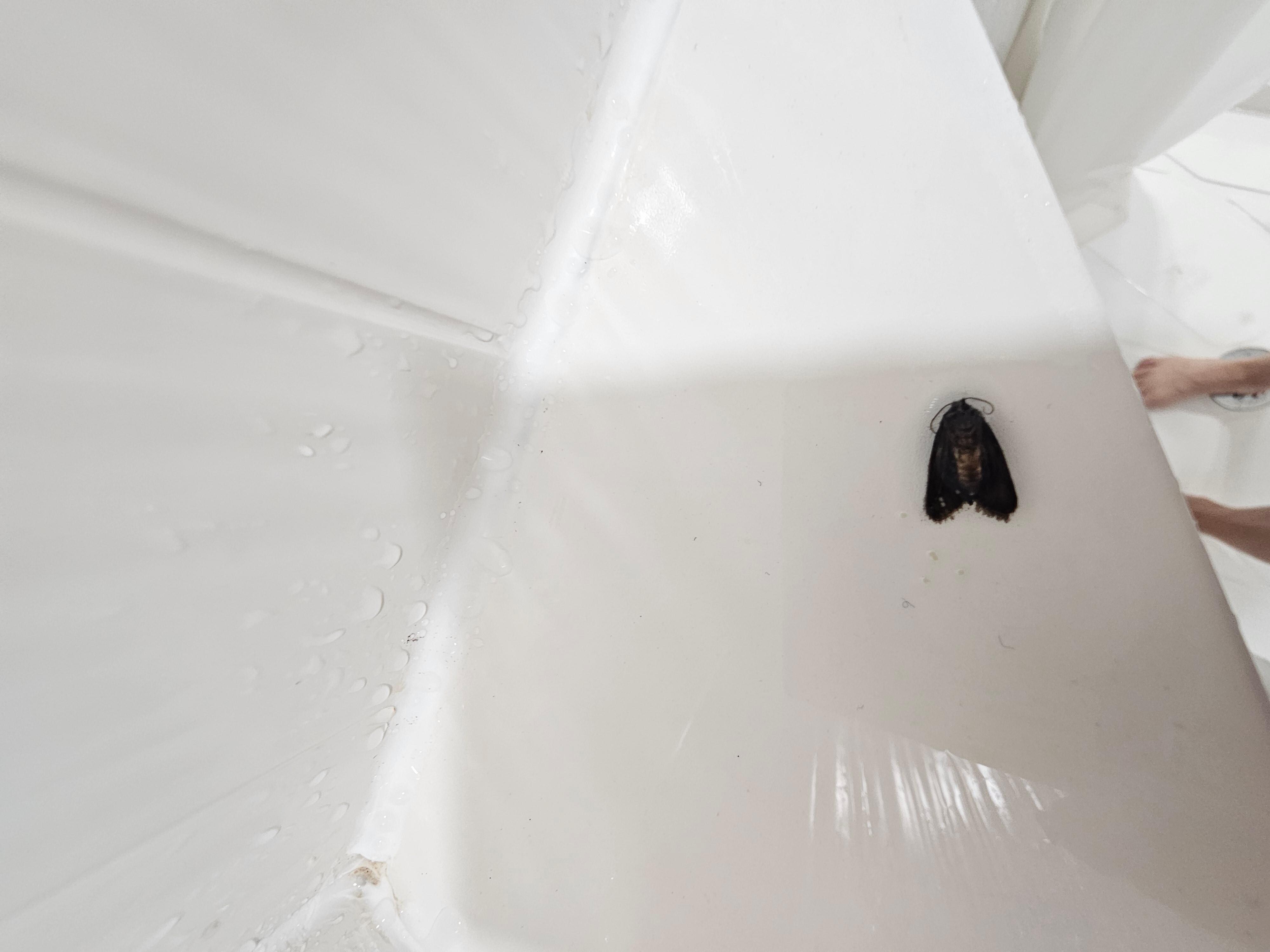 Dead moth in shower