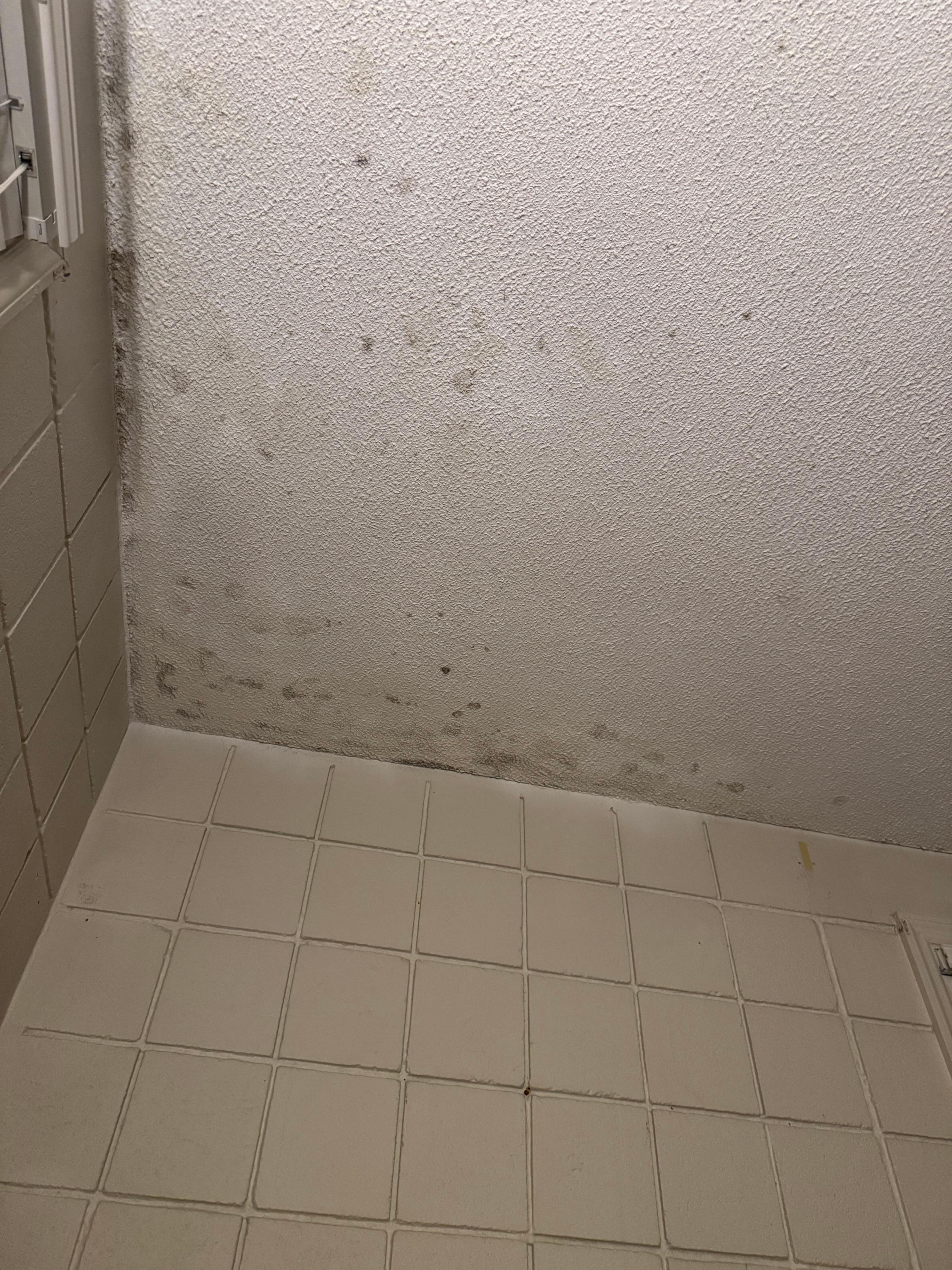 Black mold on main bedroom ceiling 