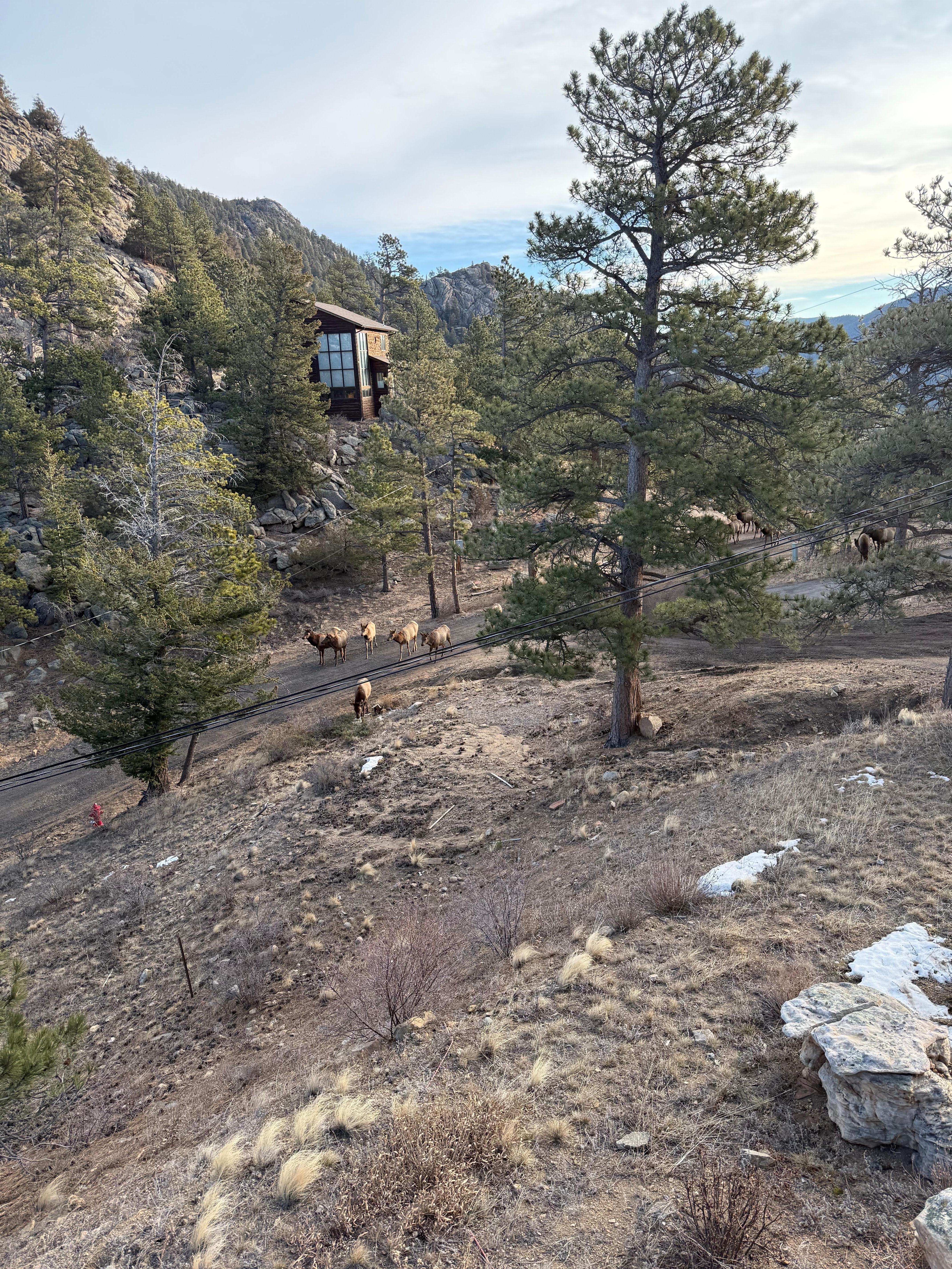 Got to see a whole herd of elk come down the road a couple of mornings. It was amazing. 