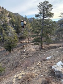 Got to see a whole herd of elk come down the road a couple of mornings. It was amazing.