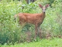 Early Morning visitor in the yard