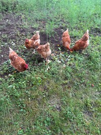 chickens!