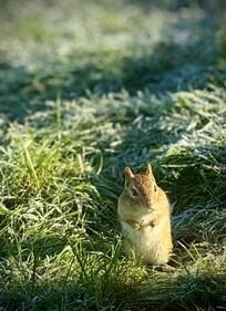 Lots of action under the bird feeder
