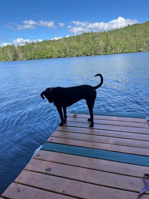 Our dog enjoying the dock, she was never brave enough to jump in!