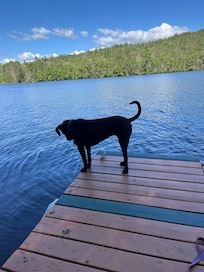 Our dog enjoying the dock, she was never brave enough to jump in!