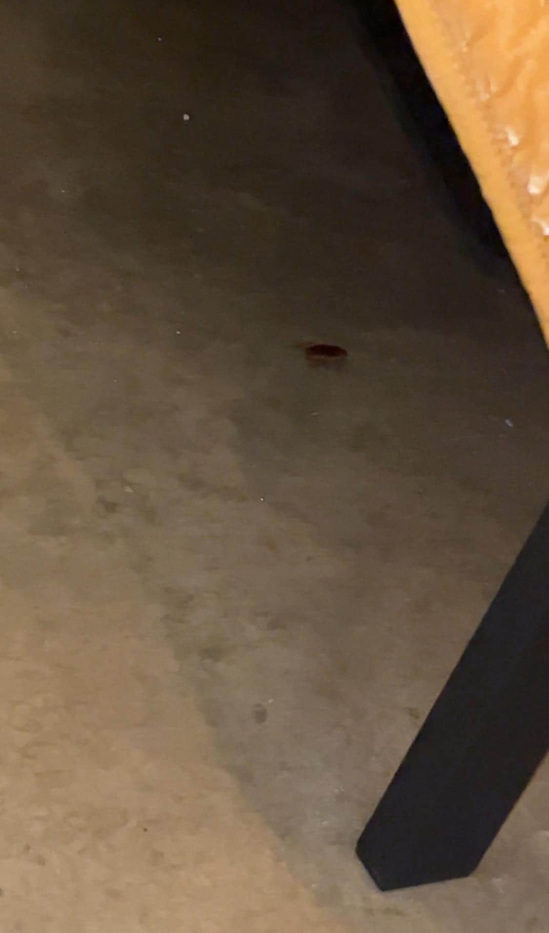 Live roaches in a bedroom under bed