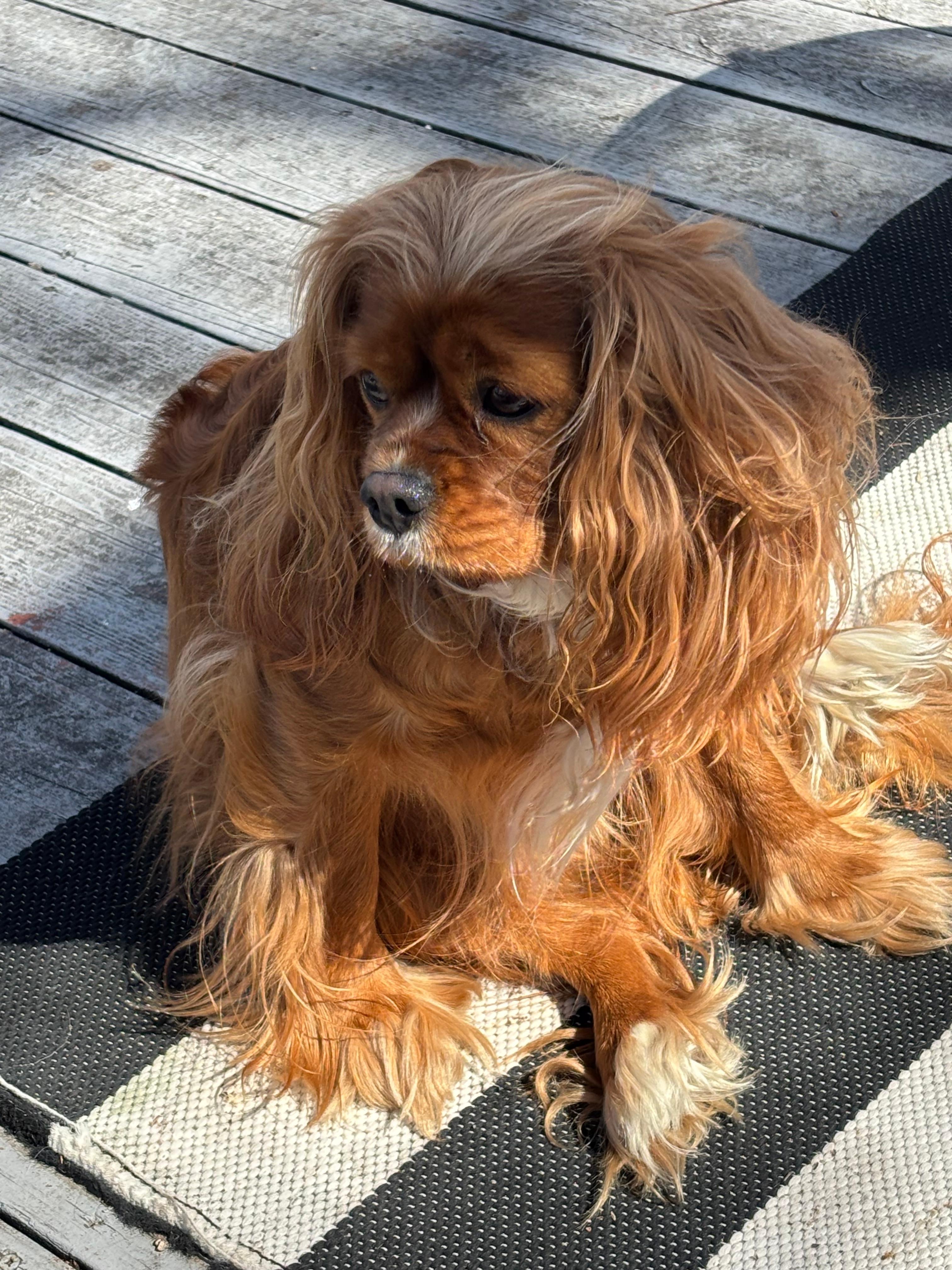 Poppy likes to sit in the sun