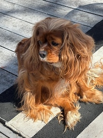 Poppy likes to sit in the sun