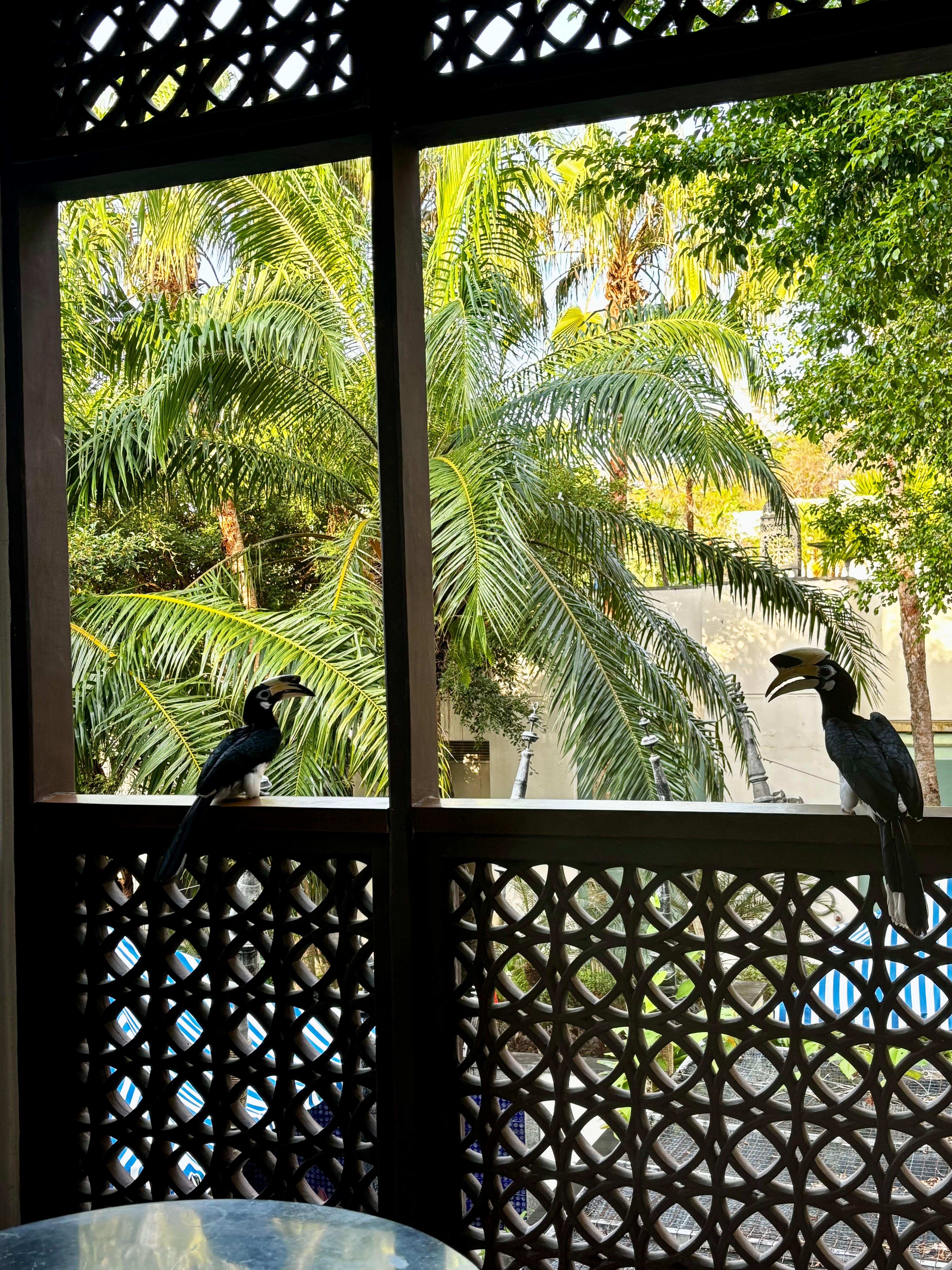 Hornbills on the balcony