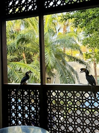 Hornbills on the balcony