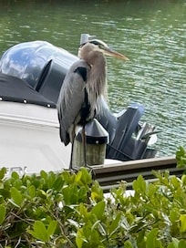 Great Blue Heron on the property