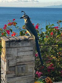 A white throated magpie jay was very curious and friendly