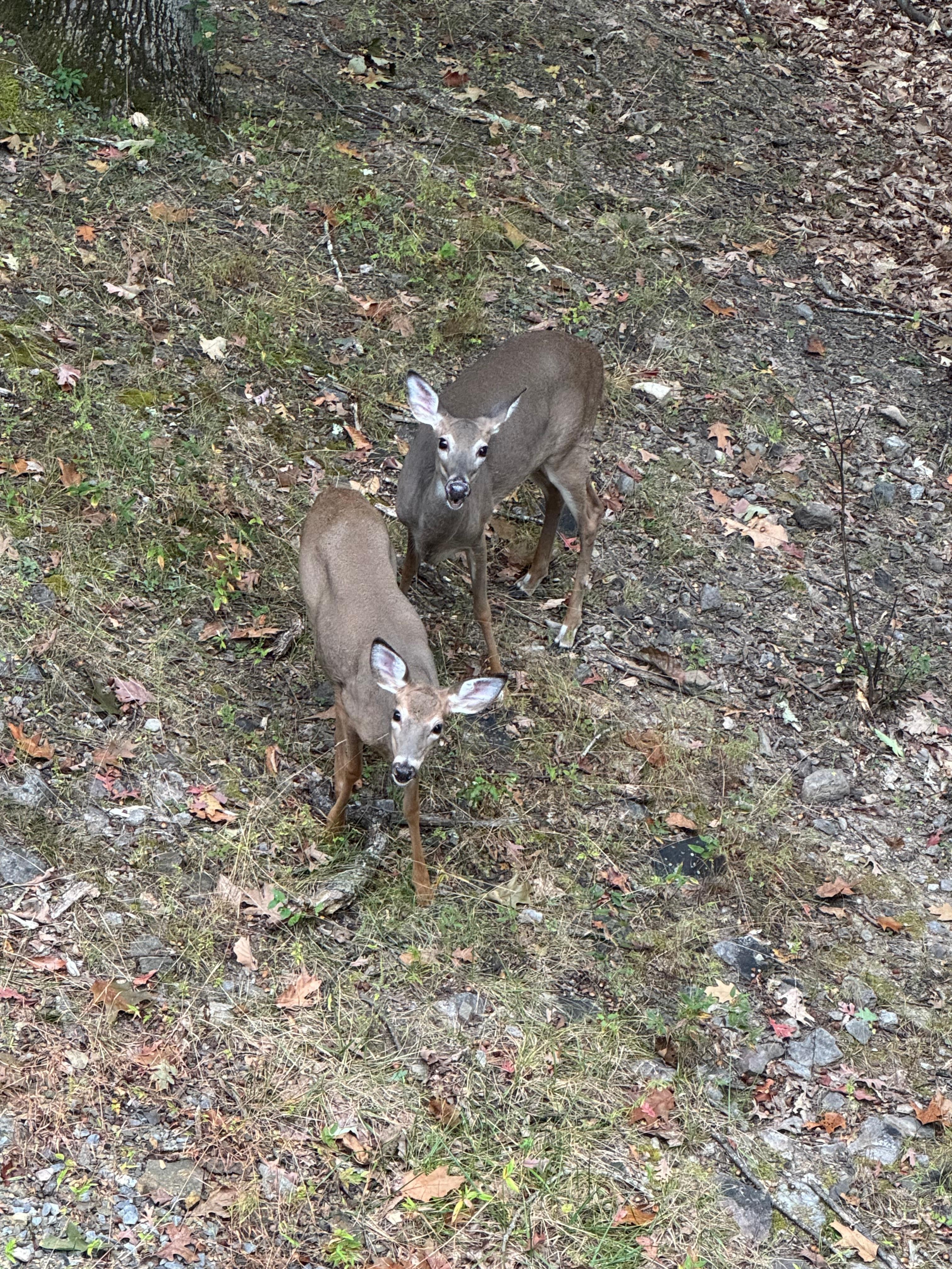 Our view from from the deck in the morning 