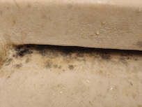 Mold in sink