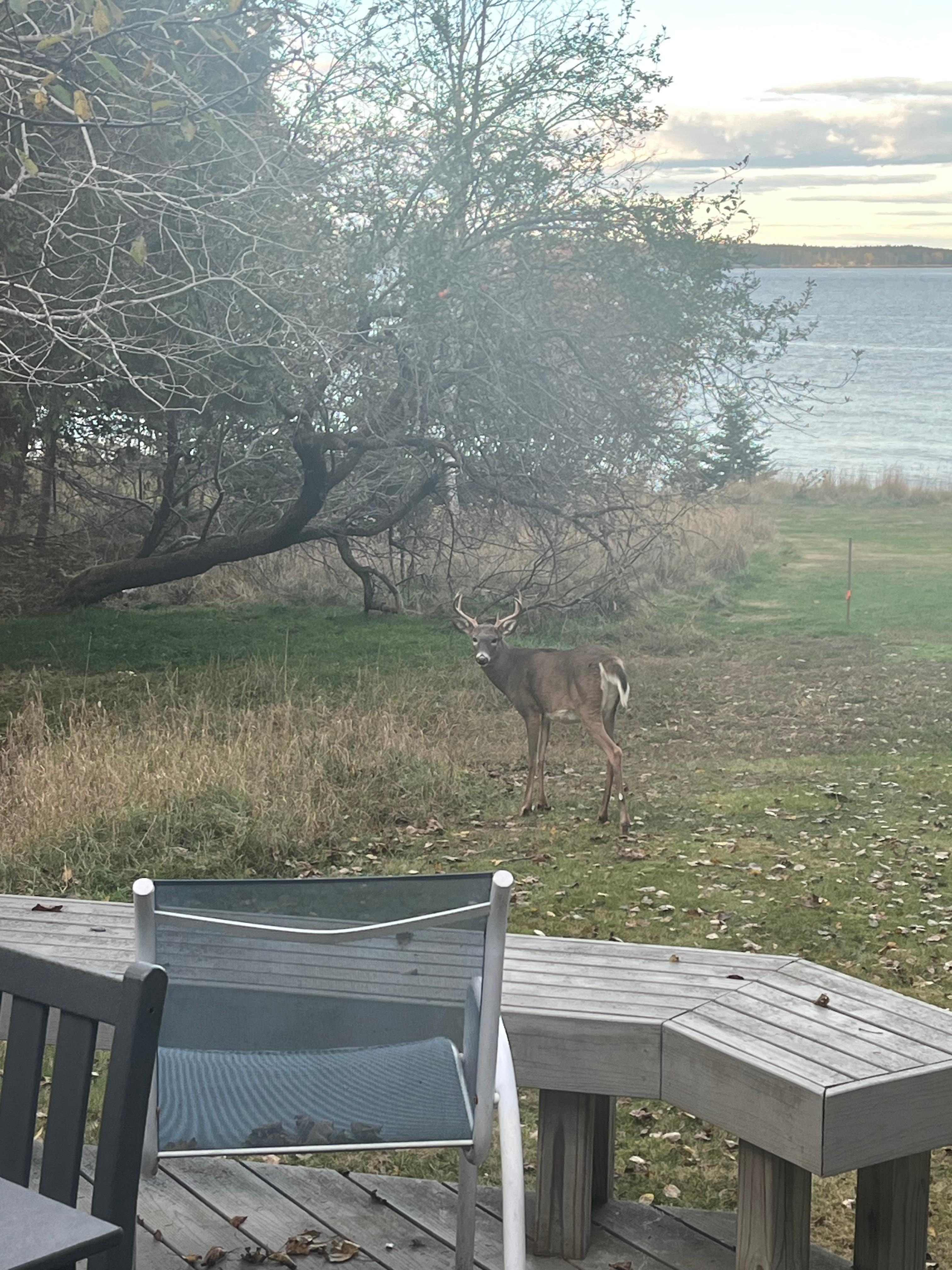 Tons of deer eating from the apple tree.